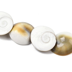 Natural Shiva Eye Shell Beads Strands&nbsp;SHEL-G021-01C