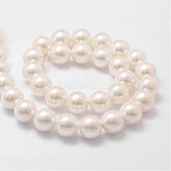 Shell Pearl Bead Strands&nbsp;BSHE-L026-03-14mm