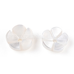 Natural White Shell Beads&nbsp;SSHEL-S260-053