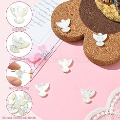 Natural Shell Beads&nbsp;BSHE-H017-02