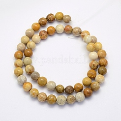 Natural Fossil Coral Beads Strands&nbsp;X-G-G697-F01-8mm