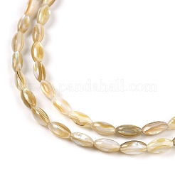 Natural Freshwater Shell Beads Strands&nbsp;BSHE-G036-03