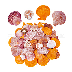 80Pcs 4 Styles Natural Shell Display Decorations&nbsp;DJEW-PH0001-61