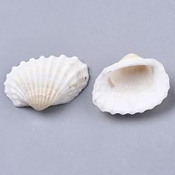 Natural Shell Beads&nbsp;SSHEL-S258-73