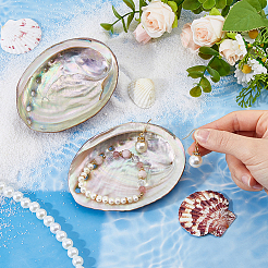 Natural Abalone Shell Display Decorations&nbsp;DJEW-WH0015-193