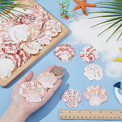 2 Styles Natural Shell&nbsp;SSHEL-WR0001-06B
