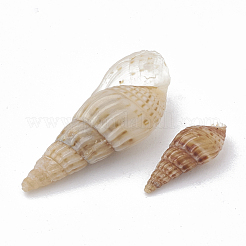 Sea Shell Beads&nbsp;SSHEL-S258-04
