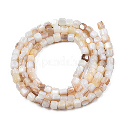 Natural Freshwater Shell Beads Strands&nbsp;SHEL-N026-198