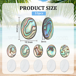 10Pcs Natural Paua Shell Cabochons&nbsp;FIND-BC0005-54
