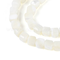 Natural Trochid Shell/Trochus Shell Beads Strands&nbsp;SSHEL-N041-04B-01