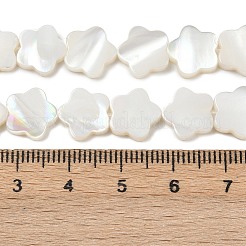 Natural Freshwater Shell Beads Strands&nbsp;SHEL-K010-01A