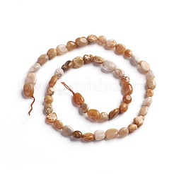Natural Fossil Coral Beads Strands&nbsp;G-D0002-B36