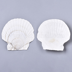 Natural Shell Beads&nbsp;SSHEL-S258-72