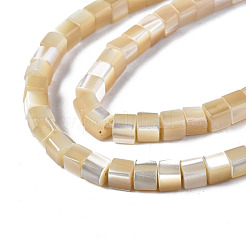 Natural Trochid Shell/Trochus Shell Beads Strands&nbsp;SSHEL-S266-009