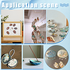 Natural Paua Shell Display Decorations&nbsp;DJEW-WH0042-148A