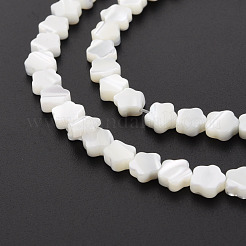 Natural Trochid Shell/Trochus Shell Beads Strands&nbsp;SSHEL-T014-43A-01