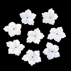 Natural White Shell Carved Beads&nbsp;SSHEL-B006-06