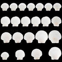 20Pcs 4 Style Natural Scallop Shells&nbsp;SSHEL-PH0001-23
