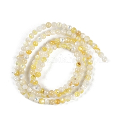 Natural Trochus Shell Beads Strands&nbsp;BSHE-H109-12A
