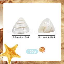 100G Natural Shell Display Decorations&nbsp;SSHEL-PH0001-40B