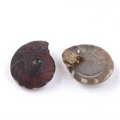 Spiral Shell Beads&nbsp;SSHEL-T005-01