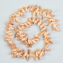 Natural Spiral Shell Beads Strands&nbsp;BSHE-SZ0001-03