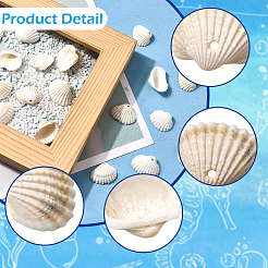 100Pcs Natural Clam Shell Pendants&nbsp;SSHEL-SC0001-53