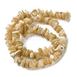 Natural Trochus Shell Beads Strands&nbsp;SHEL-G020-01