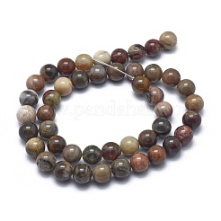 Natural Petrified Wood Beads Strands&nbsp;G-I254-07B