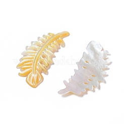 Natural Yellow Shell Cabochons&nbsp;SSHEL-L016-008C