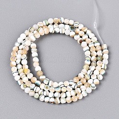 Luminous Natural Seashell Shell Beads Strands&nbsp;SSHEL-N040-05