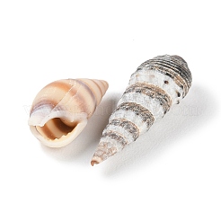 Natural Conch Shell&nbsp;BSHE-Z003-43