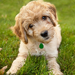 32Pcs 4 Colors Transparent Blank Acrylic Pet Dog ID Tag&nbsp;PALLOY-AB00045