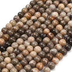 Natural Fossil Coral Beads Strands&nbsp;G-C288-A01-6mm
