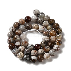 Natural Mexican Lace Agate Beads Strands&nbsp;G-E578-02B