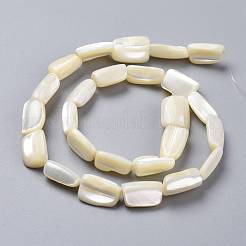 Natural Shell Beads Strands&nbsp;SSHEL-K026-01
