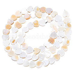 4 Strands Natural Freshwater Shell Beads Strands&nbsp;SHEL-PA0001-06