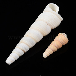 Natural Spiral Shell Beads&nbsp;SSHEL-S266-030