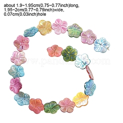 1 Strand Natural Freshwater Shell Beads Strands&nbsp;SHEL-YW0001-17