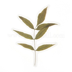 20Pcs Vintage Leaf PET Self-Adhesive Stickers&nbsp;DIY-M077-01C