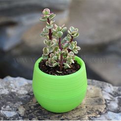 プラスチック植木鉢  苗床移植プランター  庭のオフィスとバルコニーの装飾用  コラム  緑黄  79.5x65mm  内径：57mm&nbsp;AJEW-I055-01B