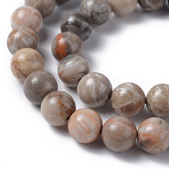 Natural Fossil Coral Beads Strands&nbsp;G-G212-10mm-31