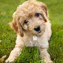 40 個 5 色透明ブランクアクリルペット犬 ID タグ  子犬の首輪チャーム用  ハウス  ミックスカラー  12.5x12.5x3mm  穴：3mm  8個/カラー&nbsp;PALLOY-AB00047