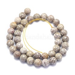 Natural Conch Fossil Beads Strands&nbsp;G-K310-A07-10mm