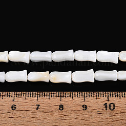 Natural Freshwater Shell Beads Strands&nbsp;SHEL-N038-03