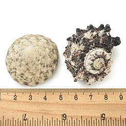 Natural Conch & Shell Beads&nbsp;SHEL-XCP0001-10