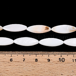 Natural Freshwater Shell Beads Strands&nbsp;PBB220Y-1-01