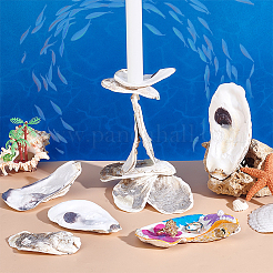 30Pcs 3 Styles Oyster Shell&nbsp;DIY-PH0029-34