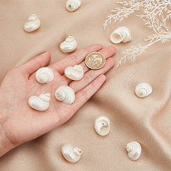 天然スパイラルシェルビーズ  穴がない  アンティークホワイト  21~29x21~29x17~25mm  16個/箱&nbsp;SHEL-PH0001-42