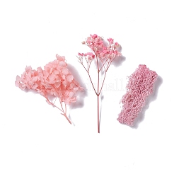 Dried Flowers&nbsp;X-DIY-D052-05